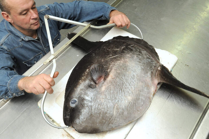 Ein Experte untersucht im Meeresmuseum Stralsund einen vor Rügen gefangenen Mondfisch.