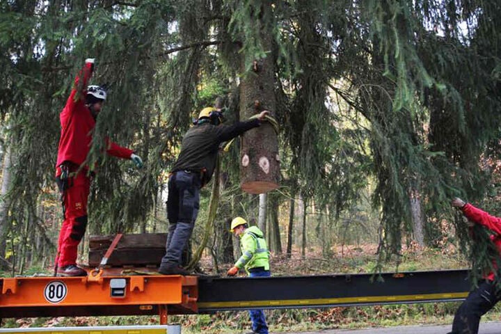 Mitarbeiter versuchen, den Baum für den Transport fertig zu machen.