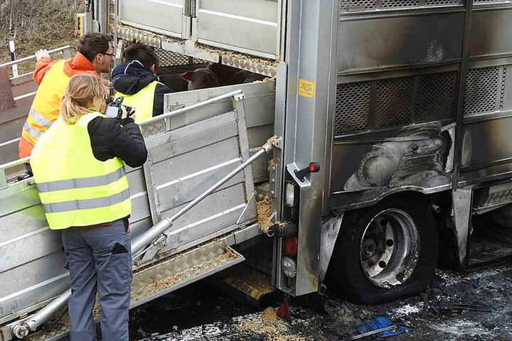 Die Schweine wurden bei dem Feuer nicht verletzt.