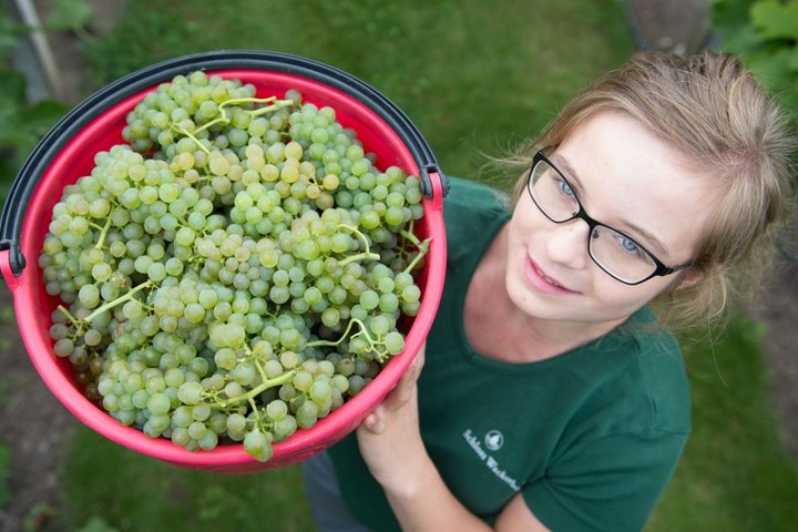 Maja Wenzel (19) erntete für das Weingut Schloss Wackerbarth in Radebeul Solaris-Trauben für Federweißen. Anfang September werden Goldriesling und Frühburgunder gelesen.