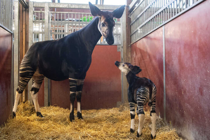 Mama Nyota verteidigt das Jungtier zwar, aber trinken lässt sie ihn nicht.