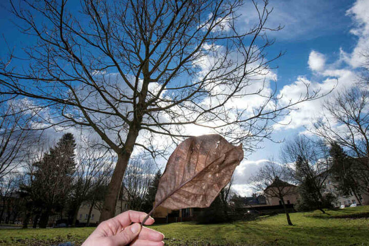 Diese Zierkirschen siedelte das Grünflächenamt vor 15 Jahren aus dem Zentrum in den Stadtpark um.
