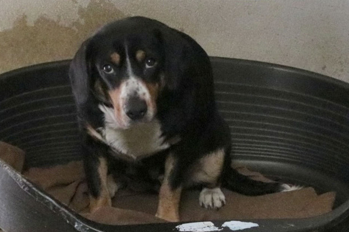 13 Sennenhunde wurden nach Minden gebracht.