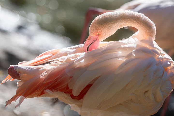 Leuchtend im Sonnenlicht: Auch die Tierpark-Flamingos sind Thema bei den Kurzführungen.