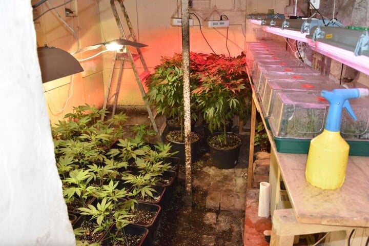 Die Ermittler stießen in drei Räumen des Hauses auf Indoor-Plantagen mit Marihuana-Pflanzen.