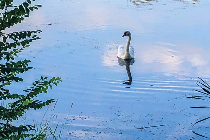 Nach drei Stunden Rettungs-Odyssee schwamm der Schwan wieder auf dem Wasser.