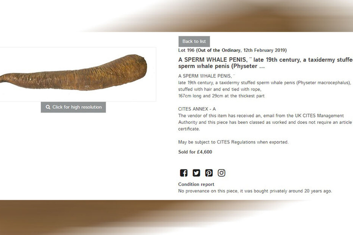 Mit dieser Anzeige warb das Auktionshaus "Sworders" auf seiner Website für den Wal-Penis.