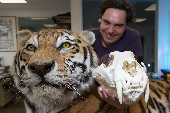 Hier hält Präparator Markus Ranft den originalen Schädel des Tigers in der Hand.