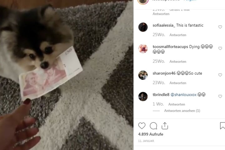 Der kleine Hund hat sogar einen eigenen Instagram-Account!