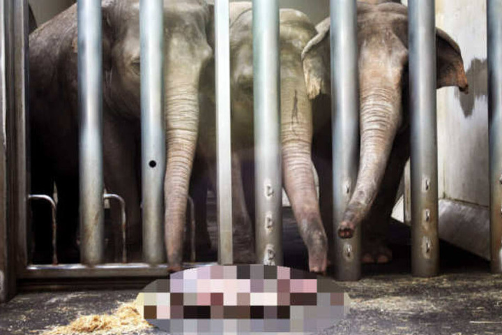 2015 musste die Elefantenherde um Muttertier Hoa (M.) Abschied von ihrem eingeschläferten Jungtier nehmen. Drei Jahre zuvor hatte sie ihr erstes Kalb totgetrampelt.