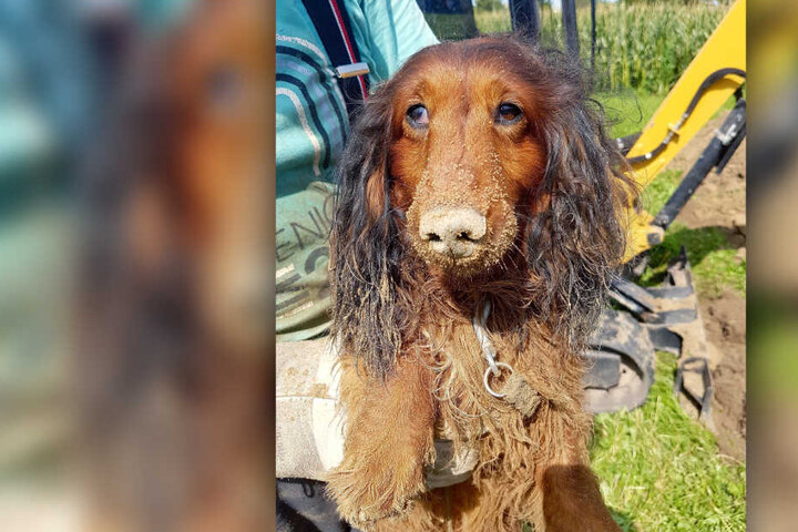 Dieser Dackel musste viermal von er Feuerwehr aus einem Dachsbau befreit werden.