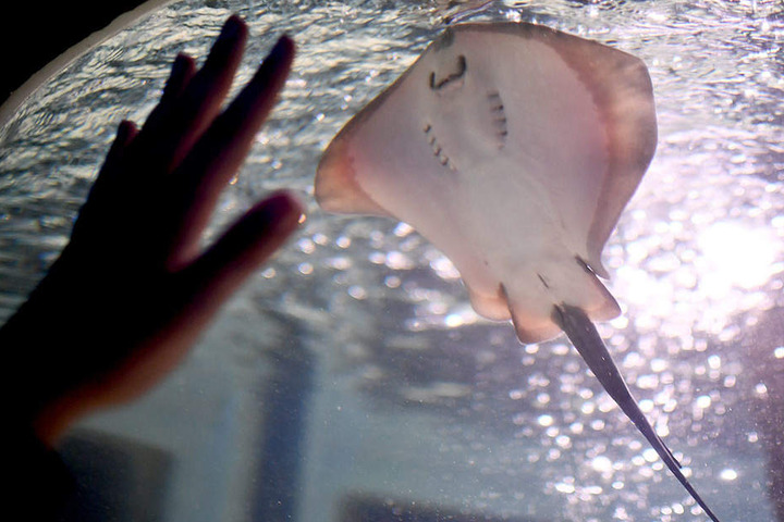 Die ersten drei Rochenbabys des Sea Life können jetzt im Aquadom bestaunt werden.