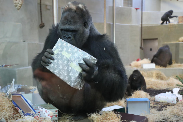 Gorillamännchen Kibo nimmt alles genau unter die Lupe.