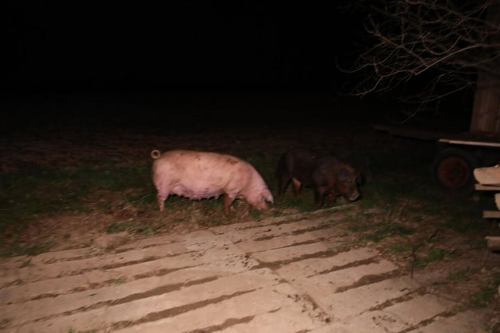 In der Scheune befanden sich 24 Zuchtschweine, die aber gerettet werden konnten.