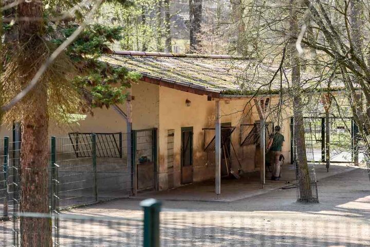 Der Zahn der Zeit hat an den Anlagen im Chemnitzer Tierpark genagt. Auch
betroffen ist das Gehege der Przewalski-Pferde.