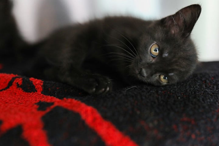 Die Katzen sind etwa sechs Wochen alt.
