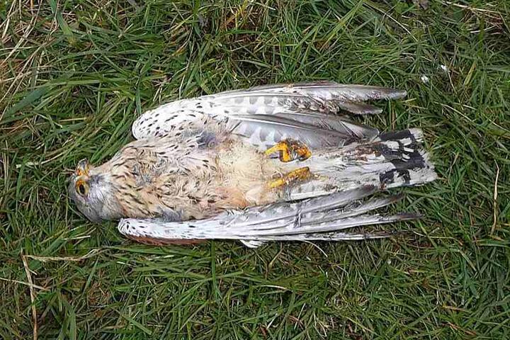 Dieser Falke konnte wegen seines verklebten Gefieders nicht mehr richtig fliegen, überlebte den Zusammenstoß mit einem Auto nicht.