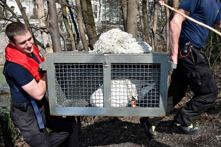 Der verletzte Schwan wurde in eine Vogelklinik gebracht.