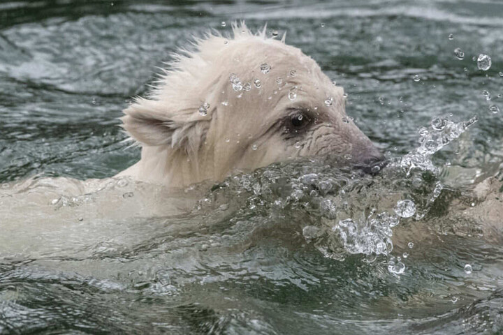 Das kleine Eisbären-Baby erkundet den Schwimmerbereich.