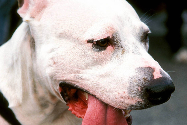 An einem schwarz-weißen Pitbull verging sich der 68-Jährige (Symbolfoto).