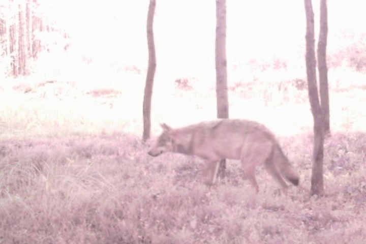 Das Beweis-Bild! Zum ersten Mal lief ein Wolf im Dresdner Gebiet in eine
Fotofalle.