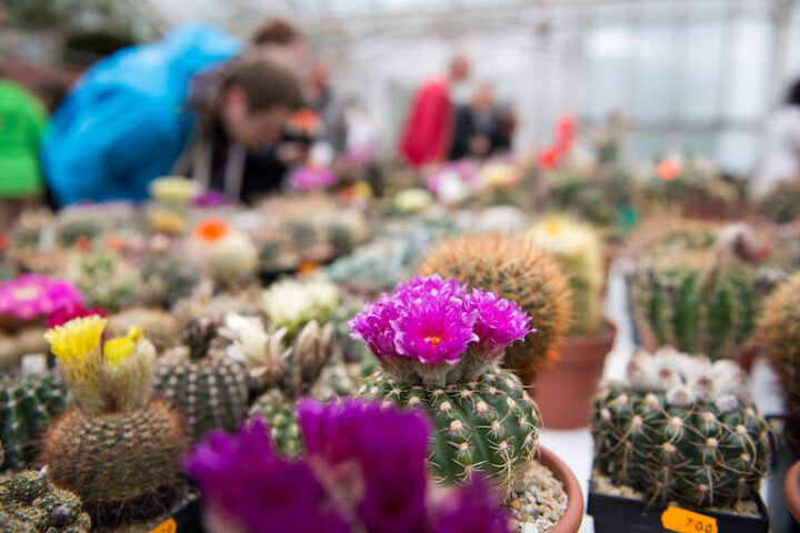 Die bunte Kakteen-Vielfalt im Botanischen Garten in Berlin.