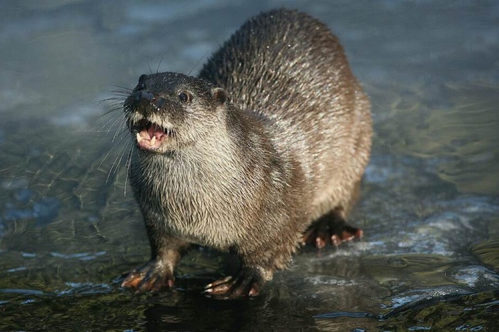 Fischotter sind sehr selten geworden, da der Mensch in ihr natürlichen Wohnraum eindringt und illegal Jagd auf sie macht. (Archivbild)