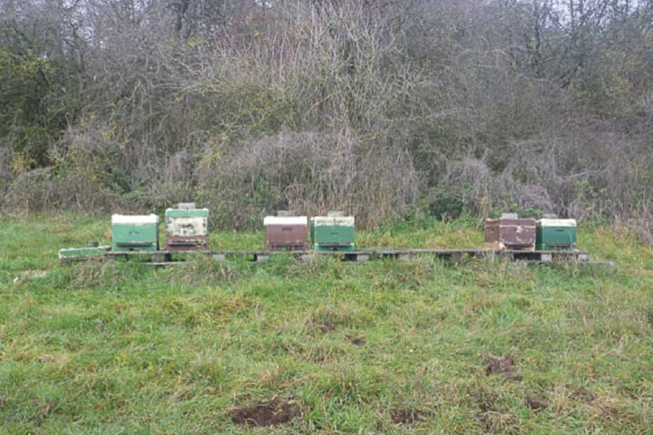 Die Bienenstöcke stehen auf einer frei zugänglichen Wiese.