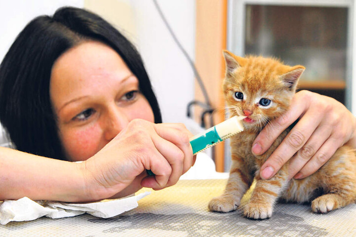 Die Cainsdorfer Tierarzt-Assistentin Eileen Kuhn (42) füttert einen roten
Kater mit einer Spritze voller Katzenkindermilch.