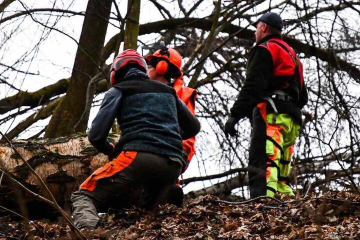 Eine Spezialfirma kümmerte sich um den Baum.
