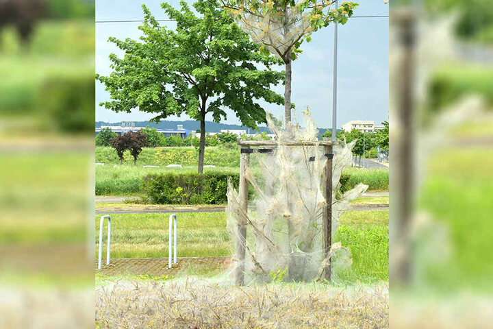 Aus Grün wird Grau: Auch neben dem Elbepark (Haltestelle An der Flutrinne) haben die Raupen Wiese und Baum eingehüllt.