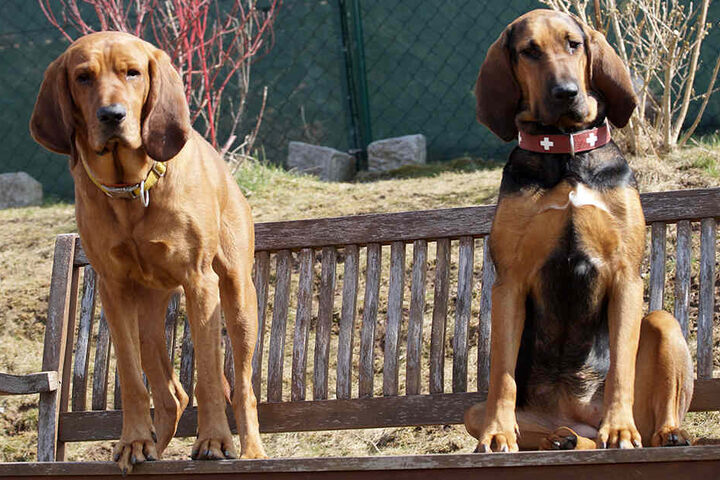 Hündin Apple Pie (2, r.) und Rüde Crumble (4) sind "Pettrailer". Sie grenzten Maikas Aufenthaltsort ein.