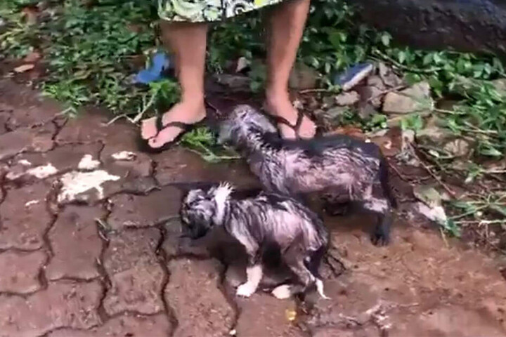 Eine Frau schützte die Hunde mit ihrem Schirm vor dem Regen.