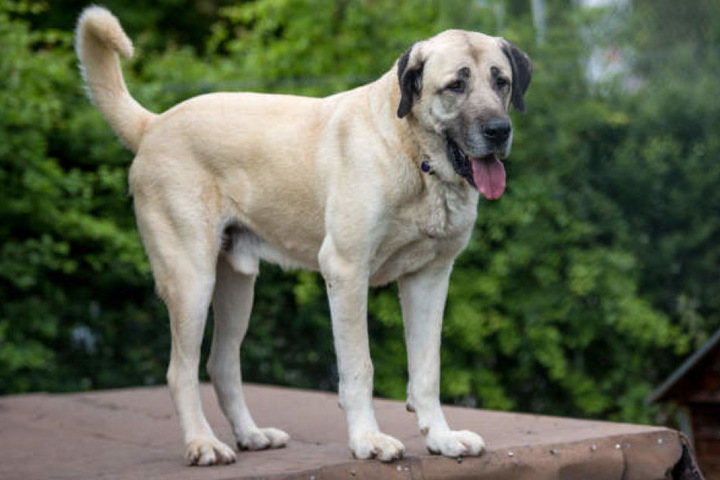 Der Hund gehörte der Rasse Kangal an. (Symbolbild)