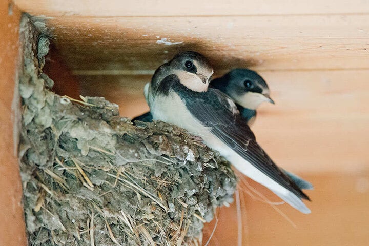 Mittlerweile eine Seltenheit in Brandenburg: Schwalben in ihrem Nest in einem Stall. (Symbolbild)