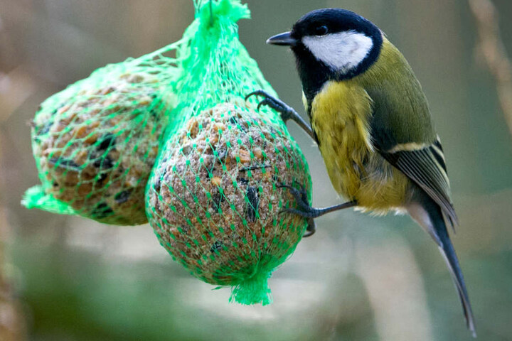 Die WGJ kümmert sich eigentlich rührig um Vögel, bringt eigens Nistkästen an.