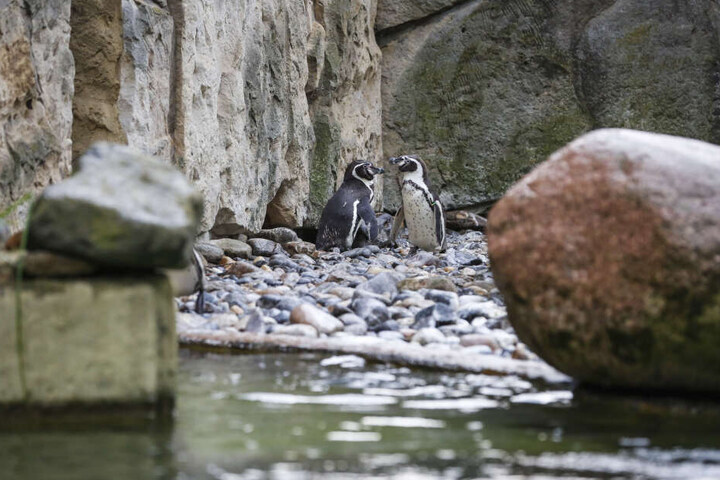 Nachdem Pfleger ihr unbefruchtetes Ei entfernten, tötete dieses Pinguin-Paar vier Artgenossen.