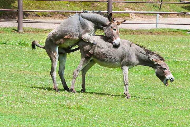 Erwischt! Die Esel lassen sich auch durch Zuschauer nicht stören.