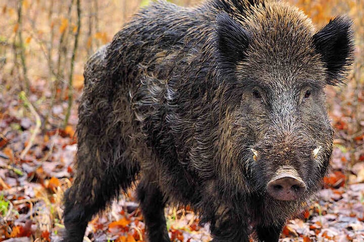 Damit die Schweinepest nicht über die Grenze nach Sachsen kommt, soll jetzt verstärkt Jagd auf die Wildschweine gemacht werden.