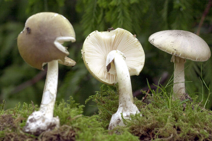Der Vergleich mit dem ersten Foto zeigt es: Grüne Knollenblätterpilze sehen Wiesen-Champignons verblüffend ähnlich.