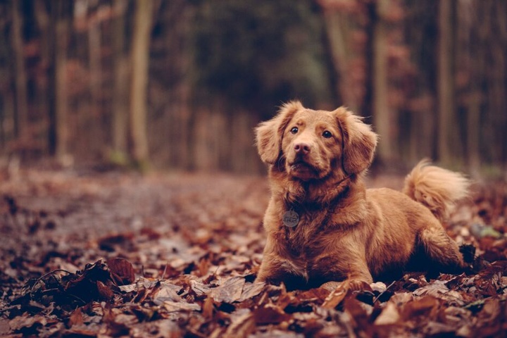 Ob Spaziergang im Sommer oder Winter: Hunde genießen es zu jeder Jahreszeit, Zeit mit ihren Menschen zu verbringen.