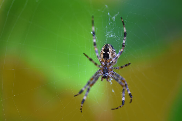 Die Spinne saß auf dem Armaturenbrett des Autos. (Symbolbild)