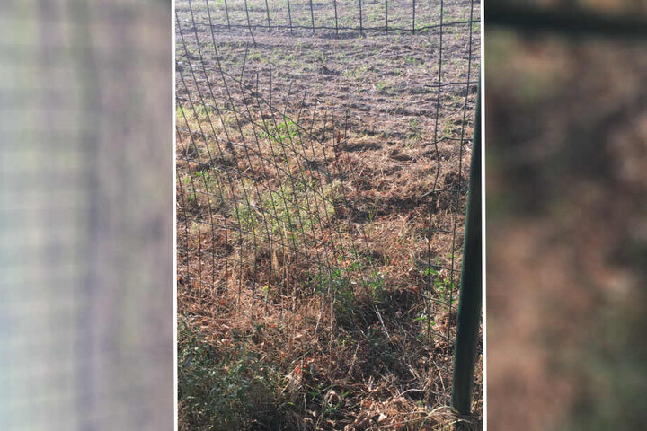 Das Loch hat der Hunde-Kidnapper in den Zaun geschnitten.