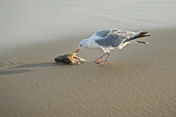 Eine Möwe pickt im Kadaver eines toten Fisches herum.