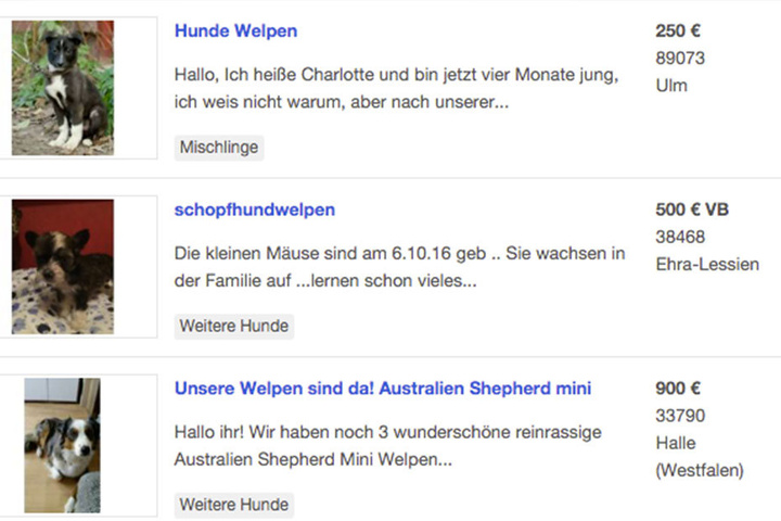 Für den Laien ist es auf eBay-Kleinanzeigen nicht zu erkennen, welche Angebote seriös sind.