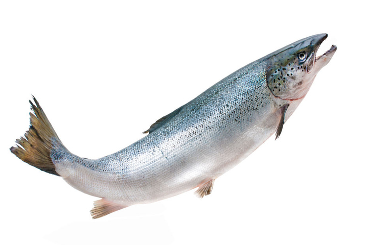 Der Traum der Angler: Die Rückkehr der Lachse!