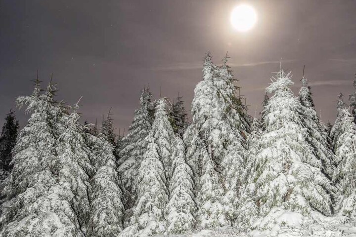 Eine schöne Schneedecke hat sich auf die Bäume auf dem Fichtelberg gelegt.