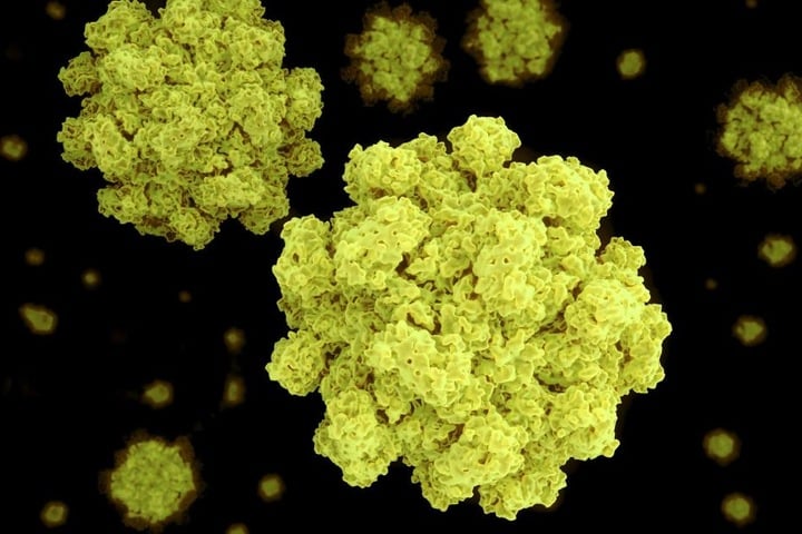 Der Norovirus kann vor allem für Babys, Kleinkinder oder alte Menschen lebensgefährlich werden.