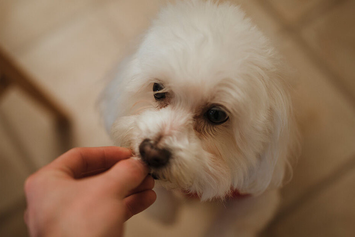 Bichon Frisé Marino soll das Porno-Abo geordert haben (Symbolbild).