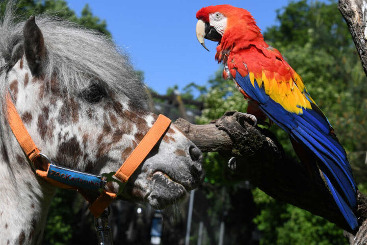 Der berühmte Papagei von Pippi Langstrumpf mit dem Künstlernamen Rosalinda 2017 im Karlsruher Zoo.